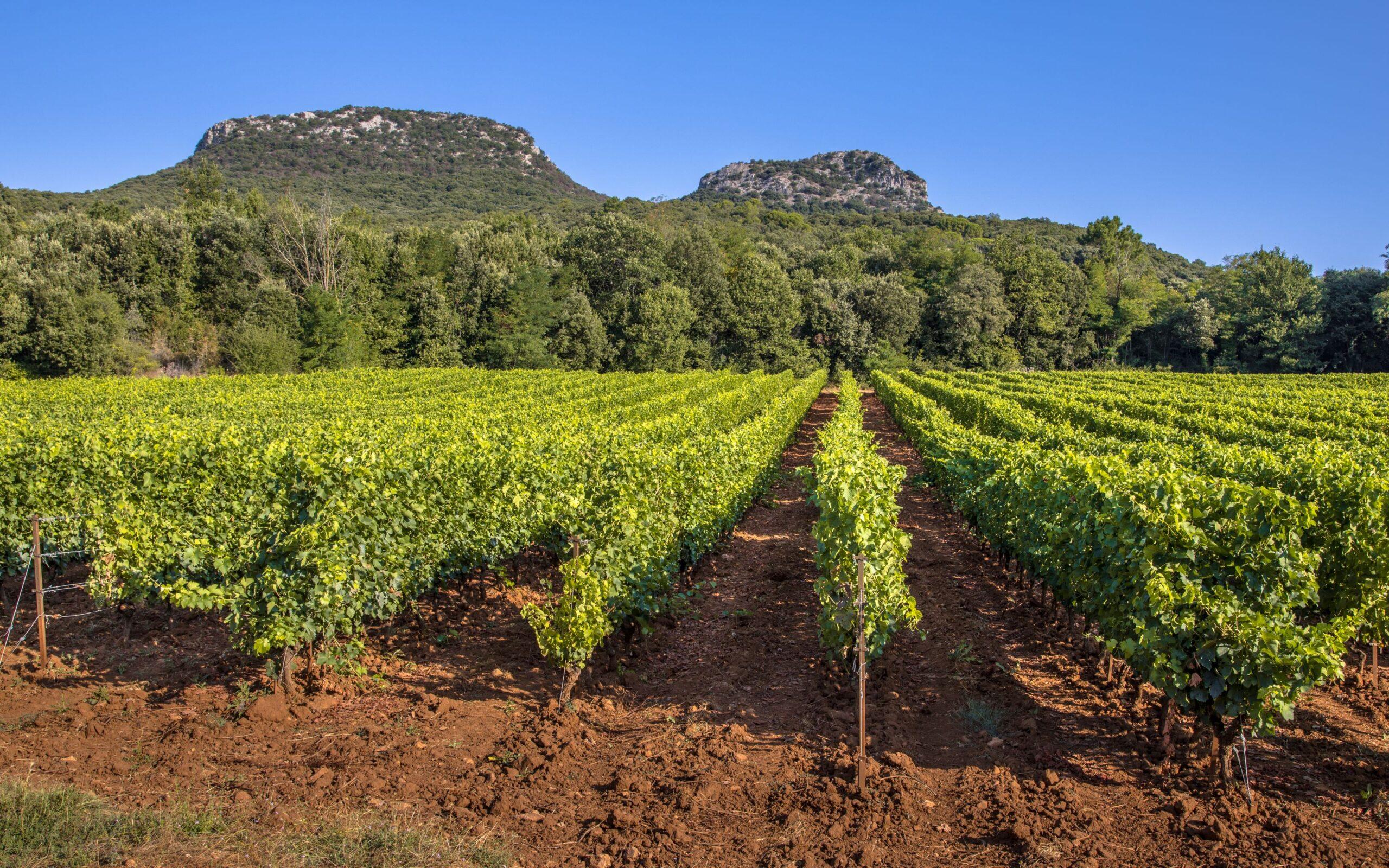 Burgund Weine: Weinanbau