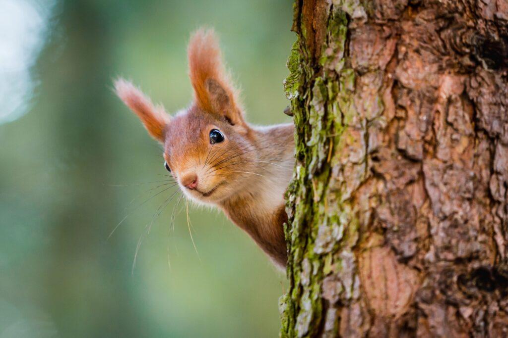 Ein Eichhörnchen an einem Baum