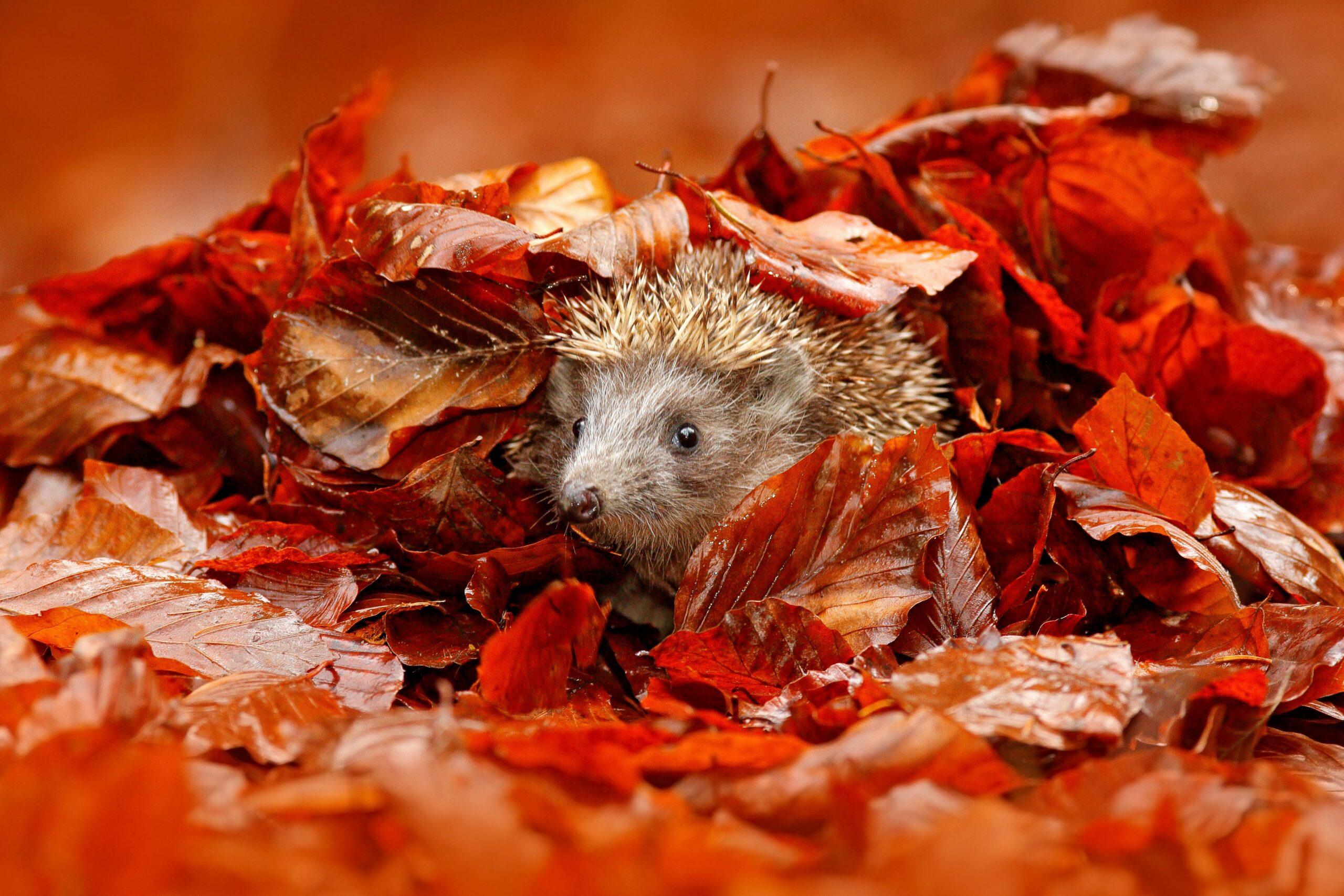 Igel liegt unter Laub