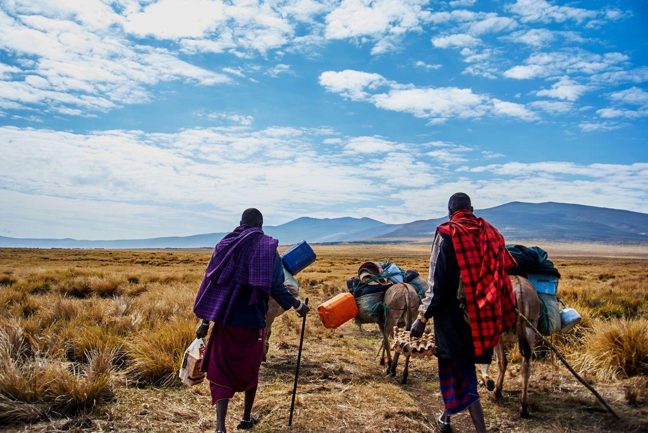 Zwei Maasai führen Packesel durch die weite Landschaft Tansanias auf einer kulturell bereichernden Safari