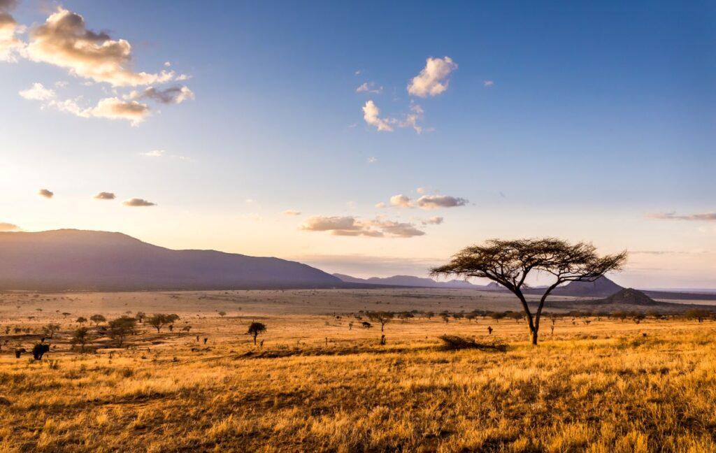 Akazienbaum in der endlosen Savanne, typisches Landschaftsbild während einer Tansania Safari